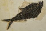 Plate of Four Fossil Fish (Diplomystus & Knightia) - Wyoming #301306-1